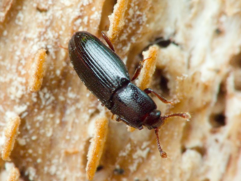 Cerylon histeroides (Fabricius, 1792)